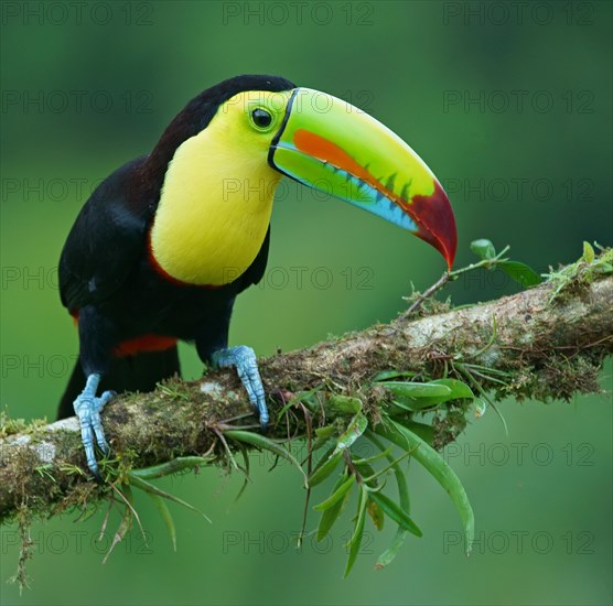 Keel-billed Toucan (Ramphastos sulfuratus)