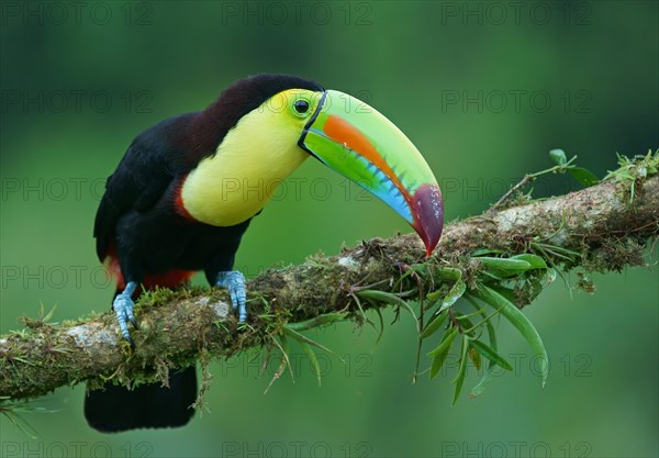 Keel-billed Toucan (Ramphastos sulfuratus)