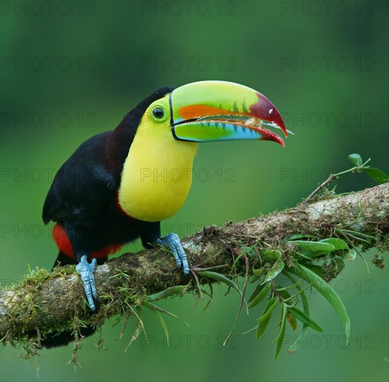 Keel-billed Toucan (Ramphastos sulfuratus)