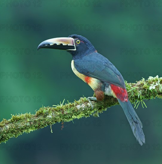 Collared aracari (Pteroglossus torquatus) sits on mossy branch