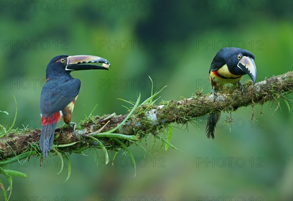 Two Collared aracari (Pteroglossus torquatus) sitting on a mossy branch