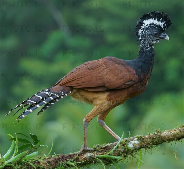 Great curassow (Crax rubra)