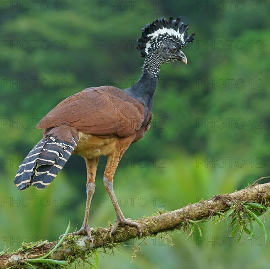 Great curassow (Crax rubra)