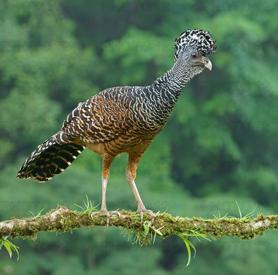 Great curassow (Crax rubra)