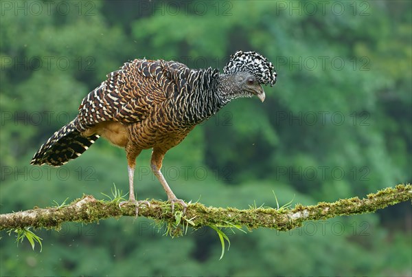 Great curassow (Crax rubra)