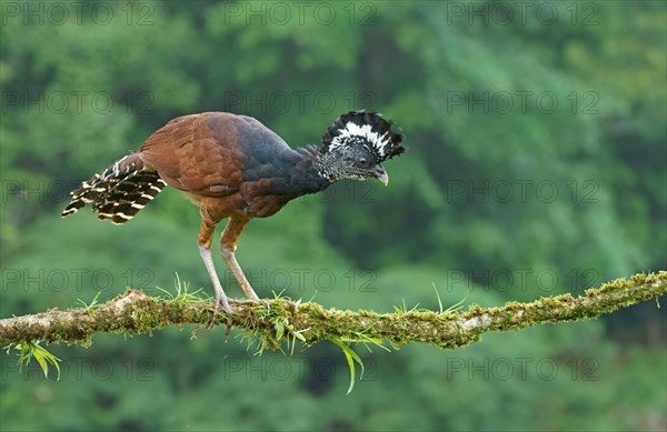 Great curassow (Crax rubra)