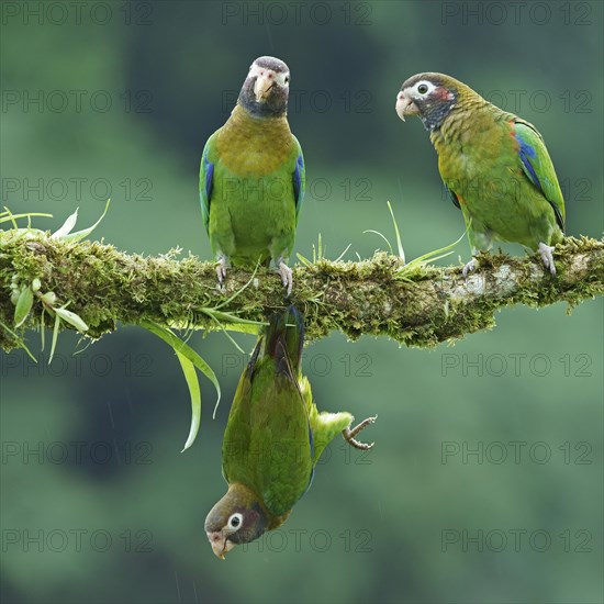 Brown-hooded Parrots (Pyrilia haematotis) sit and hang on mossed branch