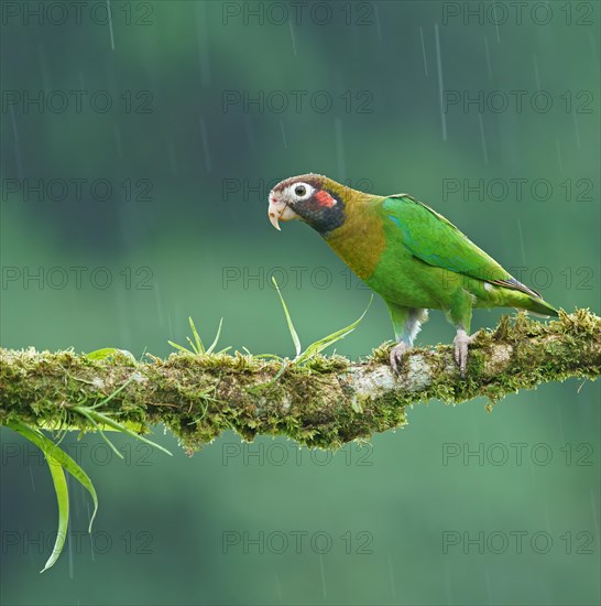 Brown-hooded Parrot (Pyrilia haematotis) sits on a mossy branch in the rain