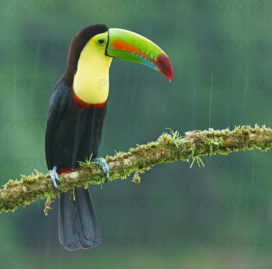 Keel-billed Toucan (Ramphastos sulfuratus)