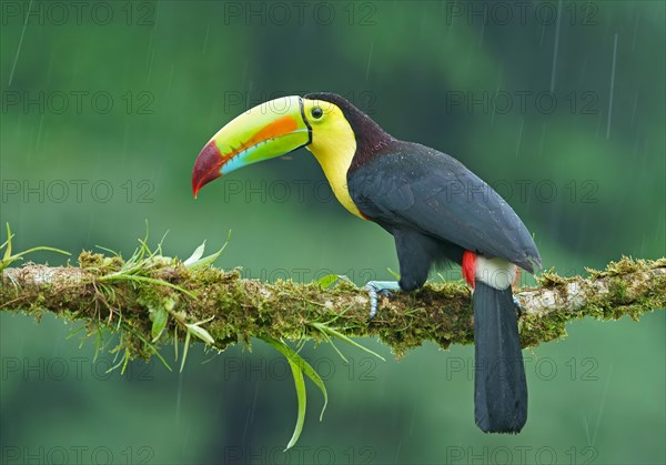 Keel-billed Toucan (Ramphastos sulfuratus)