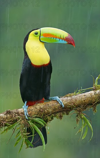 Keel-billed Toucan (Ramphastos sulfuratus)