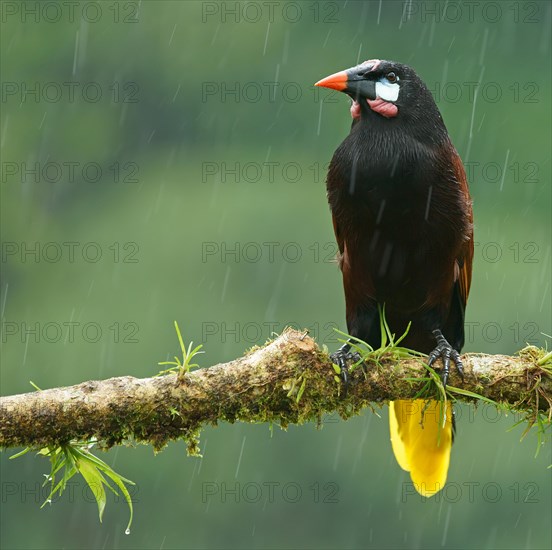 Montezuma Oropendola (Gymnostinops montezuma) in rain sits on branch