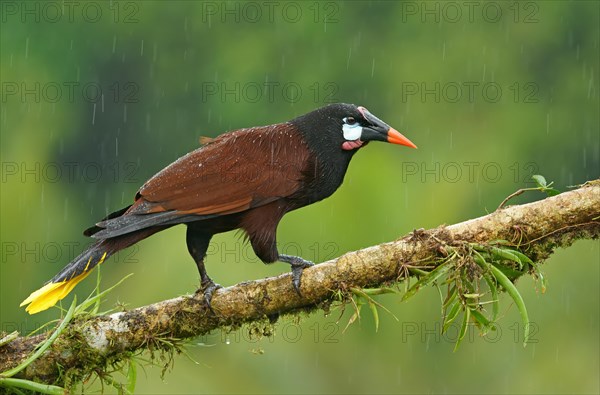 Montezuma Oropendola (Gymnostinops montezuma) in rain sits on branch