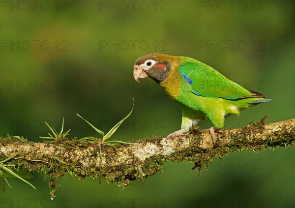 Brown-hooded Parrot (Pyrilia haematotis) runs on mossy branch