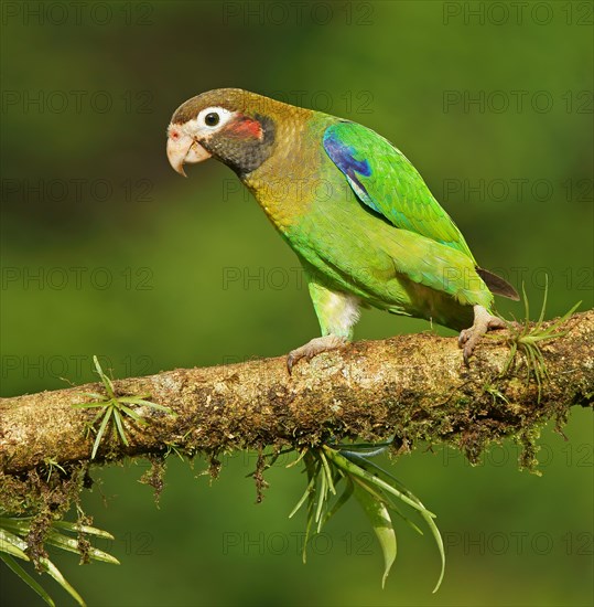 Brown-hooded Parrot (Pyrilia haematotis) runs on mossy branch