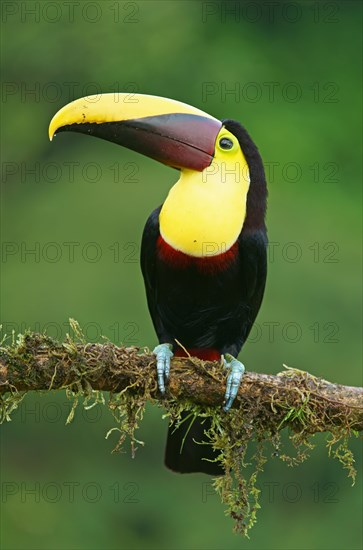 Black-mandibled toucan (Ramphastos ambiguus) sits on mossy branch