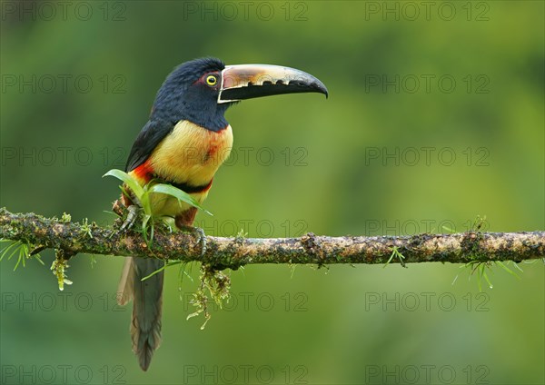 Collared aracari (Pteroglossus torquatus) sitting on branch