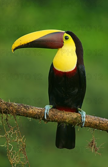 Black-mandibled toucan (Ramphastos ambiguus) sits on branch