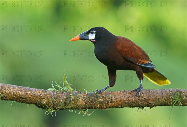 Montezuma Oropendola (Gymnostinops montezuma) sits on branch