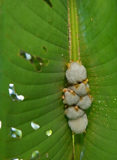 Honduran white bats (Ectophylla alba) hanging on a leaf