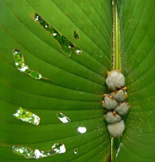 Honduran white bats (Ectophylla alba) hanging on a leaf