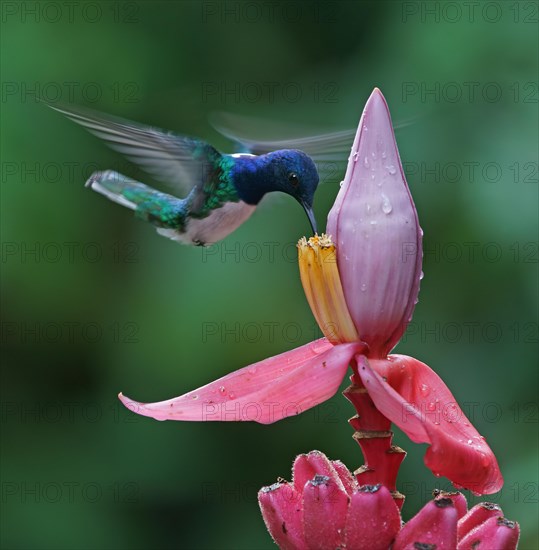 White-necked jacobin (Florisuga mellivora) in flight