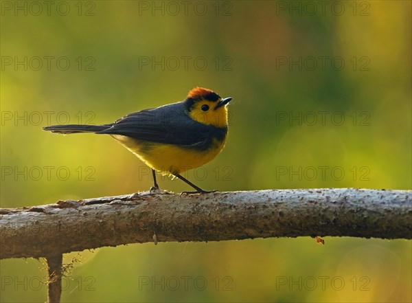 Collared whitestart (Myioborus torquatus) stands on branch