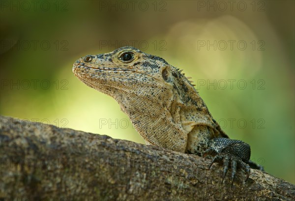 Black spiny-tailed iguana (Ctenosaura similis)