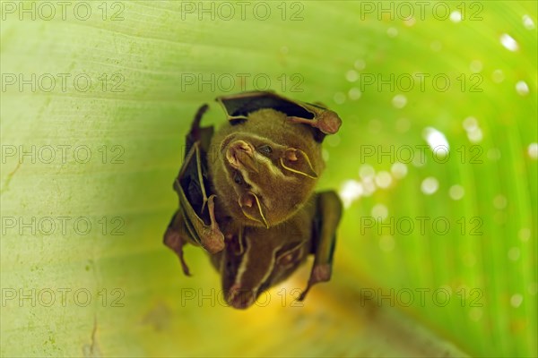 Tent-making Bat (Uroderma bilobatum) hanging under a leaf