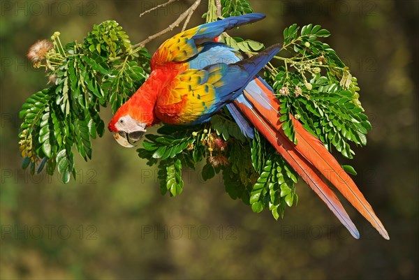 Scarlet macaw (Ara macao) hangs on a branch