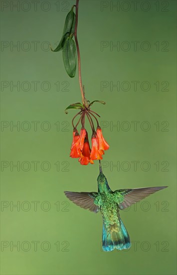 Mexican violetear (Colibri thalassinus) in flight