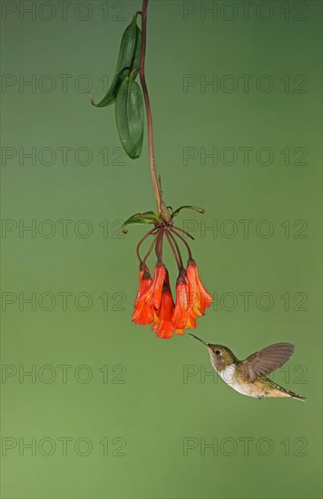 Volcanic elf (Selaphorus flammula) in flight