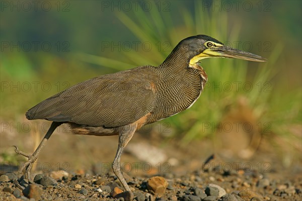 Bare-Throated Tiger Heron (Tigrisoma mexicanum)