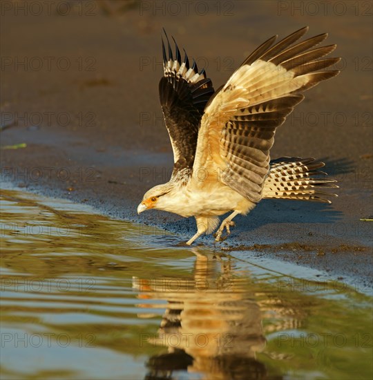 Yellow-headed caracara (Milvago chimachima) on the water