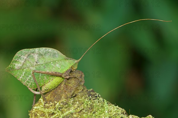 Bush cricket (Pterochrozinae) on mossy wood