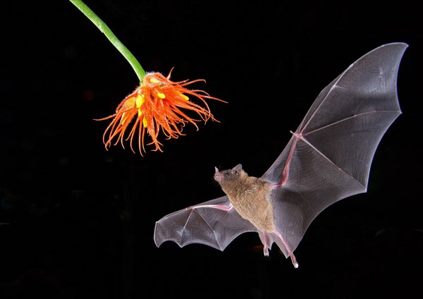 Pallas's long-tongued bat (Glossophaga soricina)