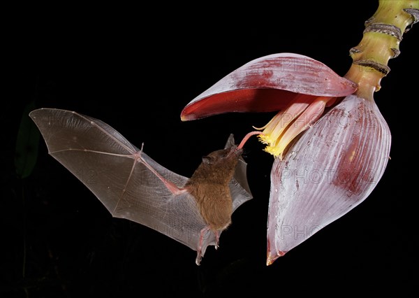 Pallas's long-tongued bat (Glossophaga soricina)