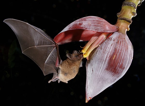 Pallas's long-tongued bat (Glossophaga soricina)