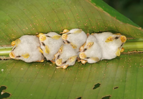 Honduran white bats (Ectophylla alba) hanging on a leaf