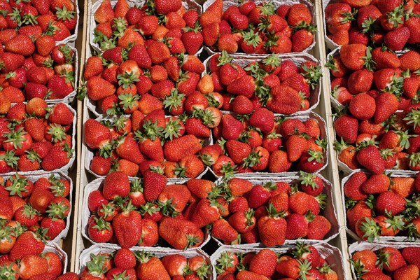 Freshly harvested strawberries for sale in portions in trays