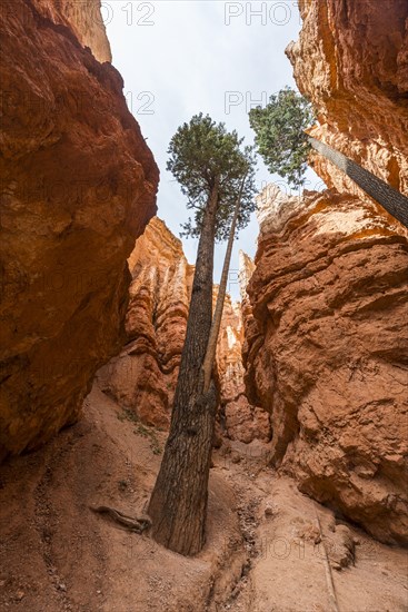 Douglas fir (Pseudotsuga menziesii)