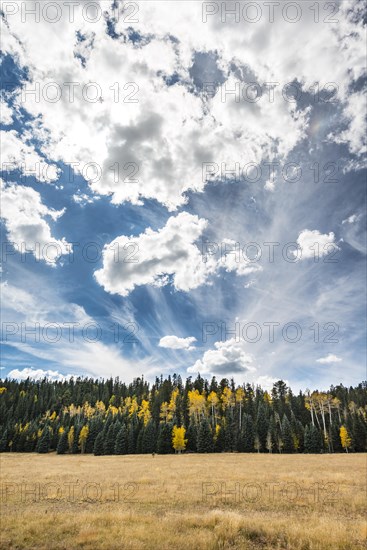 Autumn coloured aspens (Populus sp.) among pines (Pinus sp.)