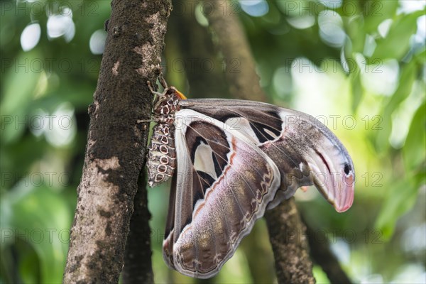 Atlas moth (Attacus atlas)