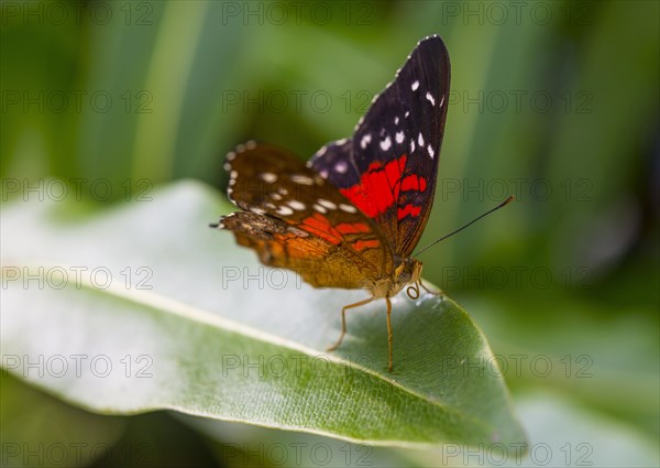 Brown or scarlet peacock (Anartia amathea) on leaf