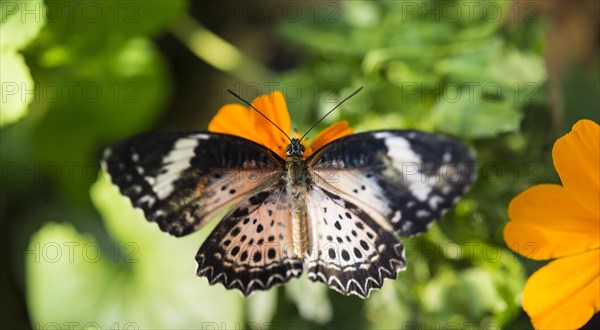 Brown or scarlet peacock (Anartia amathea) on flower