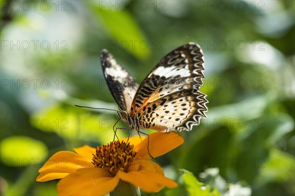 Brown or scarlet peacock (Anartia amathea) on flower