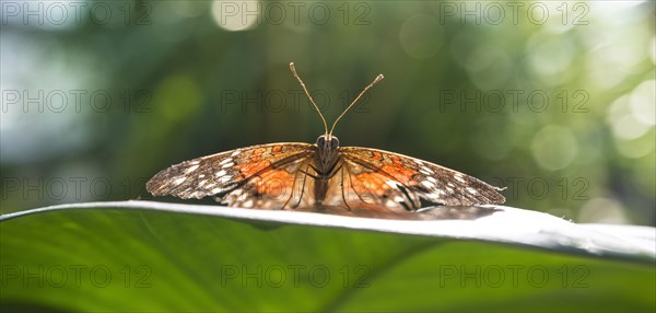 Brown or scarlet peacock (Anartia amathea)