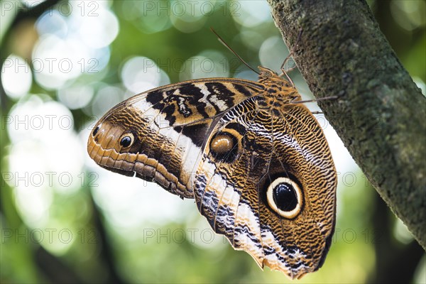 Forest giant owl (Caligo eurilochus)