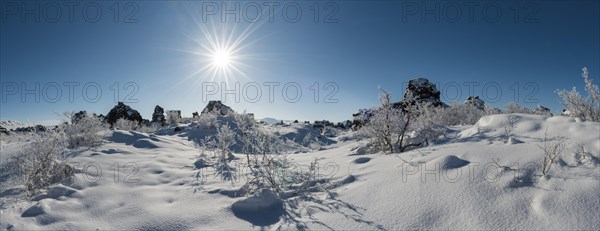 Sun shining on snowy bushes