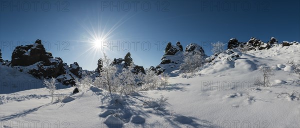 Sun shining on snowy bushes